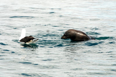 A seal trying to play with an albatross