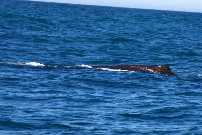 First sighting of a sperm whale