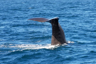 The sperm whales tend to dive head down and throw their tales up