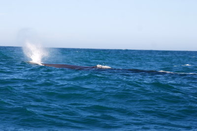 whale spout