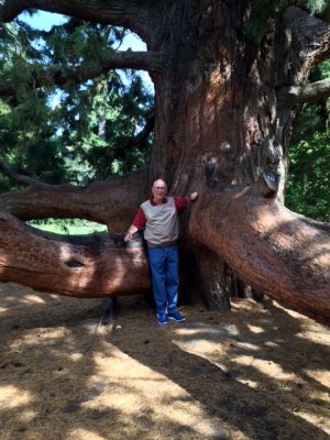 Redwood at the Botanical Gardens in Christchurch