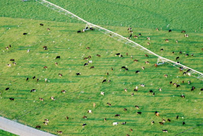 These are cows in one of the fields below us