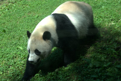 big panda at the National Zoo