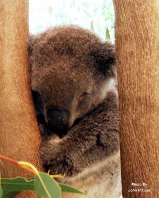 0006 - Sleeping Koala.jpg