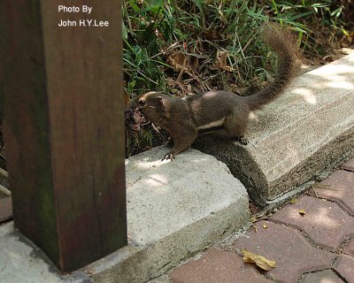 012 - Squirrel.jpg