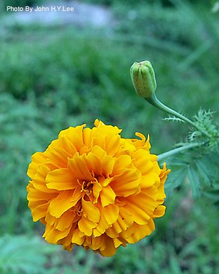 006 - Flower And Bud.jpg