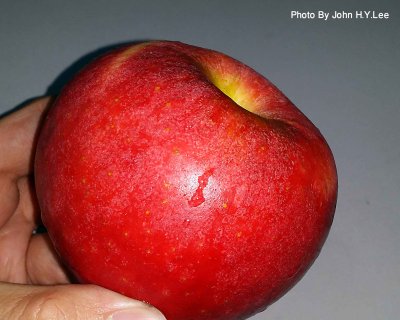 Delicious NZ Apple.jpg