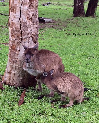 2014 Adelaide and Kangeroo Island, South Australia (Part 2)