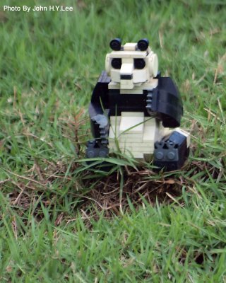 029 - Panda.jpg