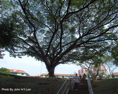 003 - Mother Of All Trees.jpg