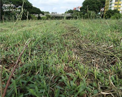 010 - The Grass Reclaims The Land.jpg