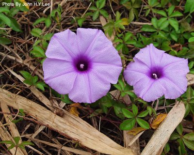 160 - Flowers By The Road.jpg