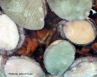095 - Abalones.jpg