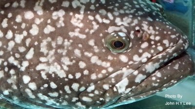 096 - Wow Fish.jpg