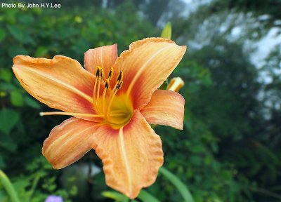 145 - Highland Beauty.jpg