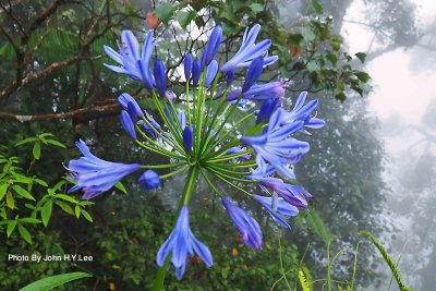 146 - Vibrance.jpg