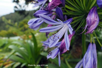 183 - Natural Beauty.jpg