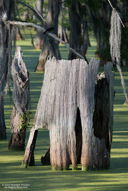 Yazoo-City-Swamp-01