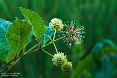 Button-Bush