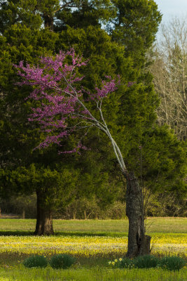 Redbud-Hwy 51 at Stump Bridge Rd-Canton MS