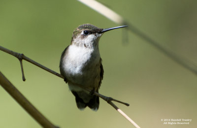 Female-Ruby-Throated-Hummingbird.jpg