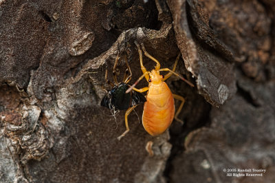 molting beetle