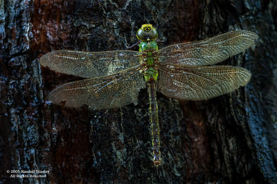 Battered dragonfly