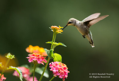 Ruby-Throated-Hummingbird-2015-0002.jpg