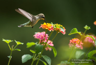 Ruby-Throated-Hummingbird-2015-0003.jpg