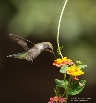 Ruby-Throated-Hummingbird-2015-0004.jpg