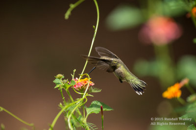 Ruby-Throated-Hummingbird-2015-0005.jpg