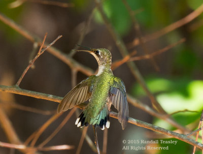 Ruby-Throated-Hummingbird-2015-0006.jpg