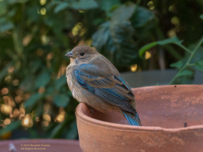 Eastern-Bluebird-Female