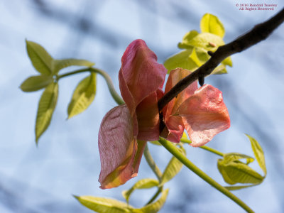 Hickory tree bud-Early Spring