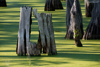 Yazoo City Swamp-02