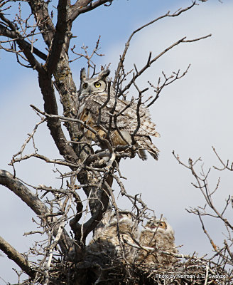 owls