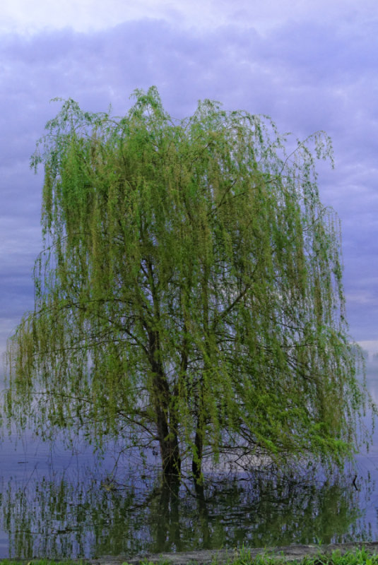 LA_saule