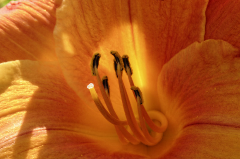 P_Jpfleurs14_9449_DxO.jpg
