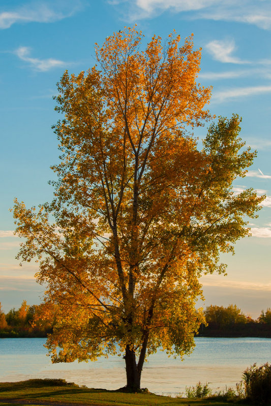 SG_Arbre automnal