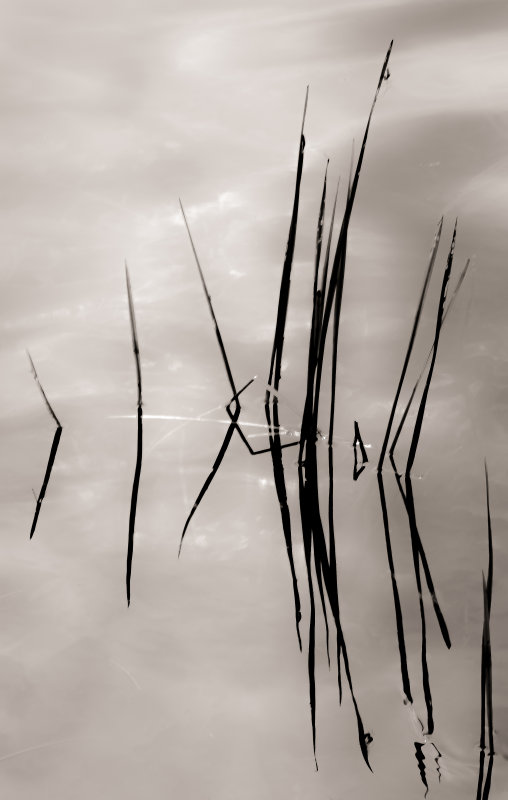 Herbe dans leau