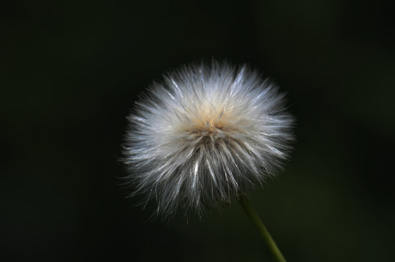 DSC_1232.jpg
