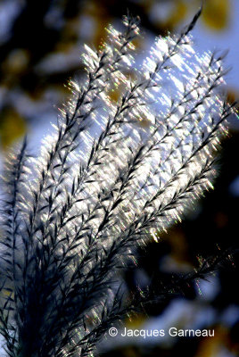 Cheveux danges - Parc du Vieux-Presbytre - Saint-Bruno - 2012.jpg