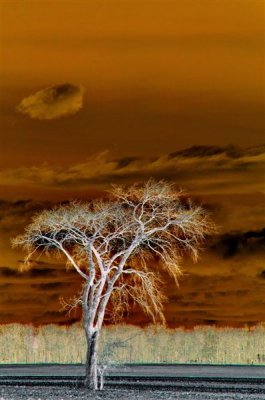 JB_ Un arbre 