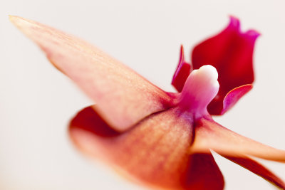 AP-Orchid 1.jpg
