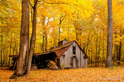 SB_Jaune automne