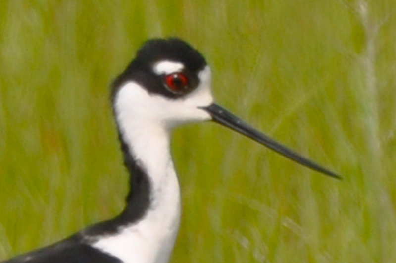 Black-necked Stilt Plum Island