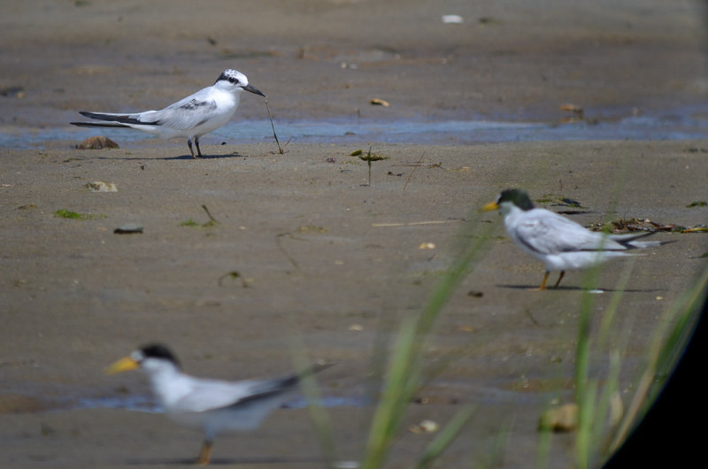 1st yr least tern sandy point plum island