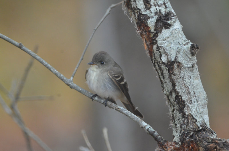 Eastern wood pewee late bells neck conservation area harwich