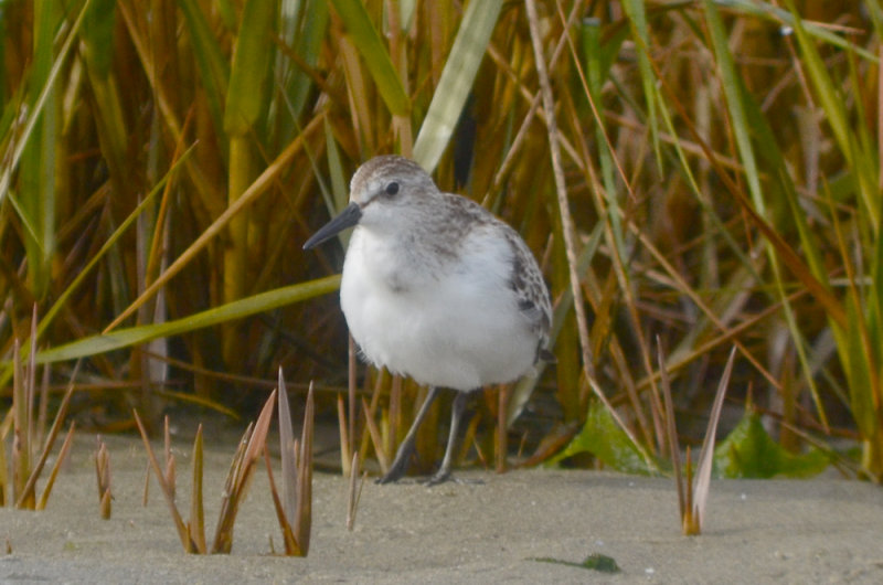 late SEPL sandy point plum island