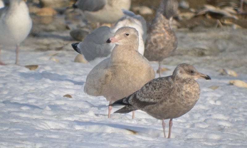 1st year glaucous gull (back) revere beach